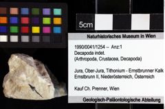 Foto (Objket + Etiketten) von Decapoda indet. 